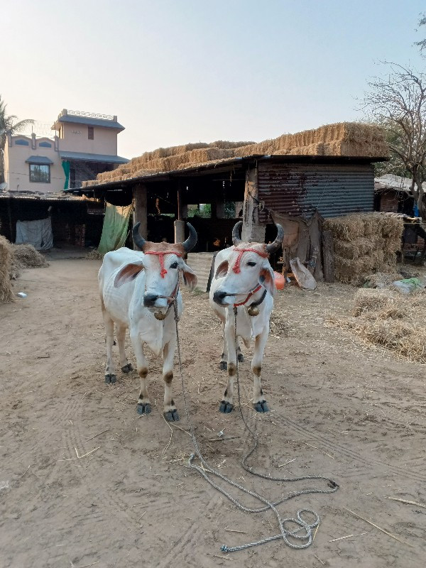 ગોઢલા