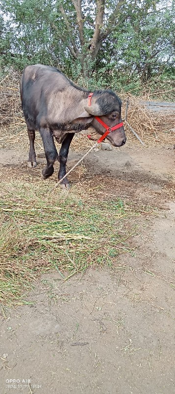 પાડો વેચવાનો છે