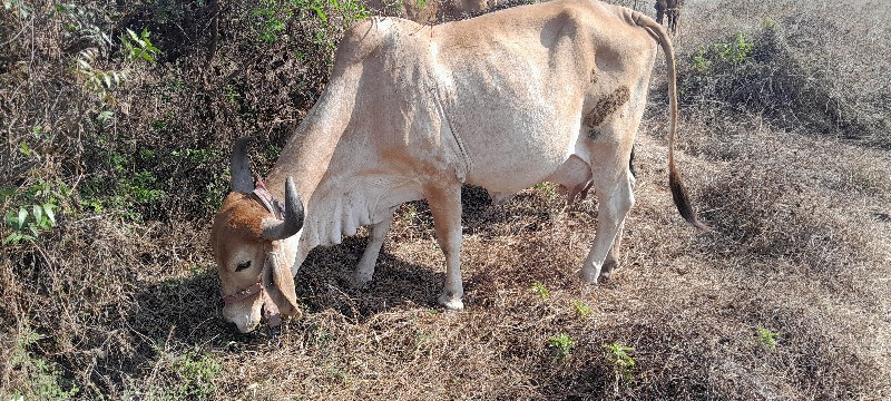 ગાયવેચવાનીછે દસ...