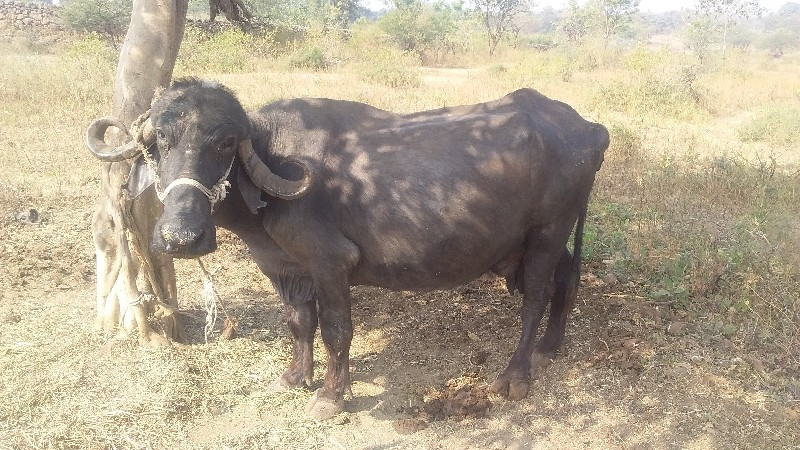 ભેંસ વેચવાની છે