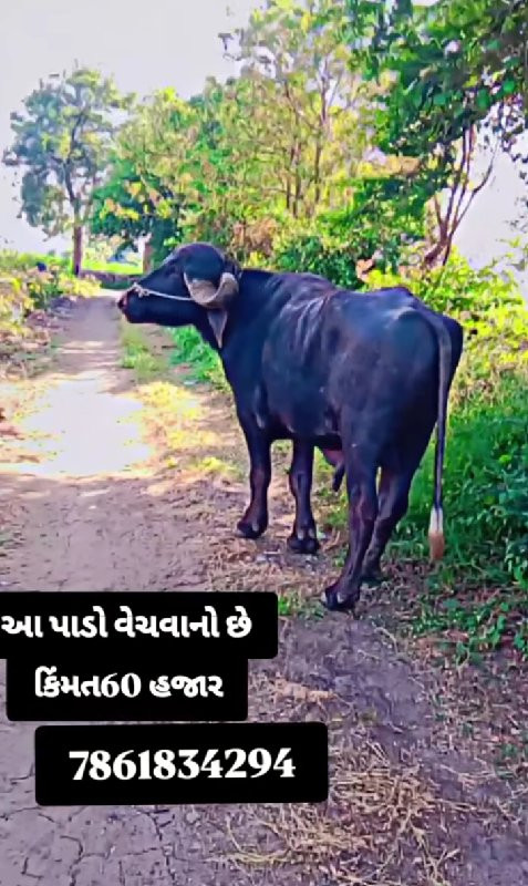 પાડો વેચવાનો છે