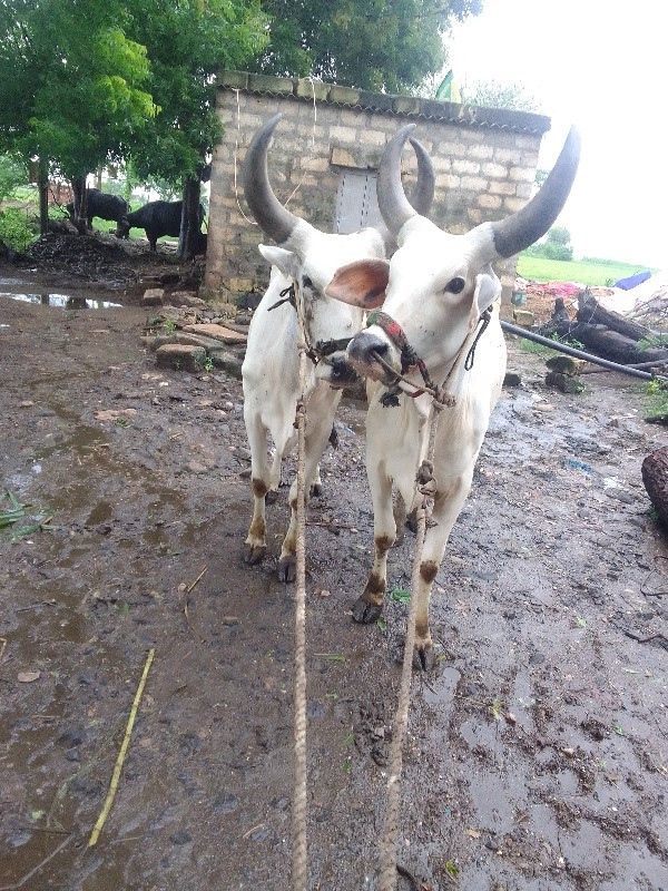 ગોઢલા વેચવાના છ...