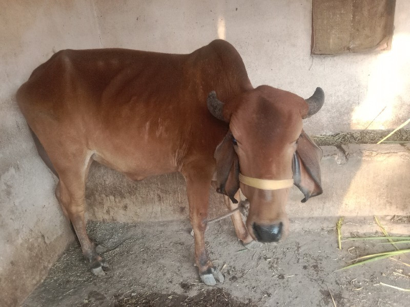 ગિર ગાયની હોડકી