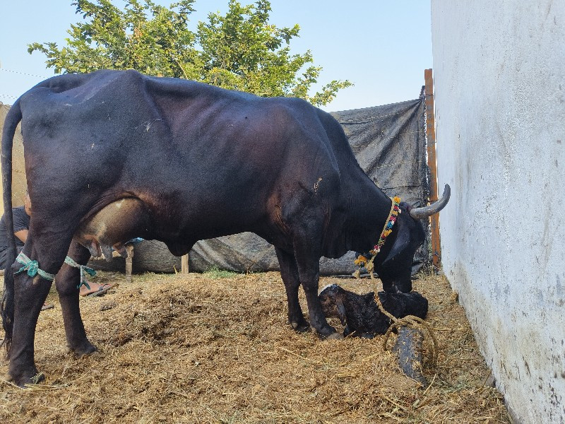 ગીર કોષ