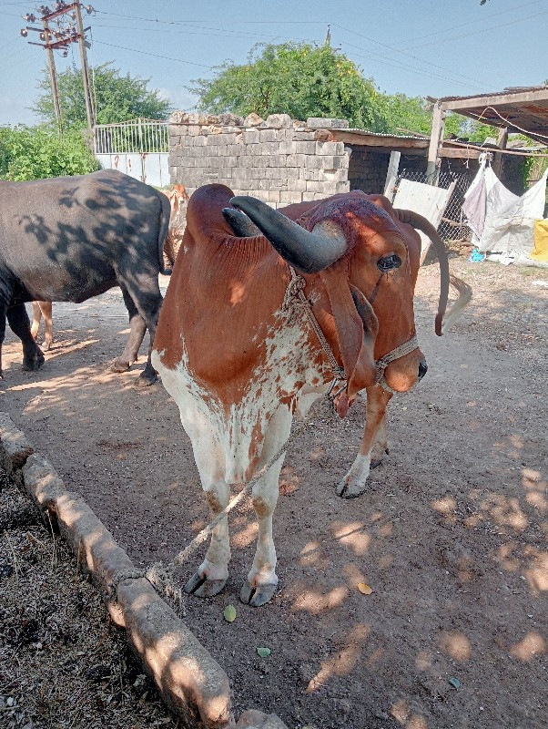 ગાય વેચવાની છે