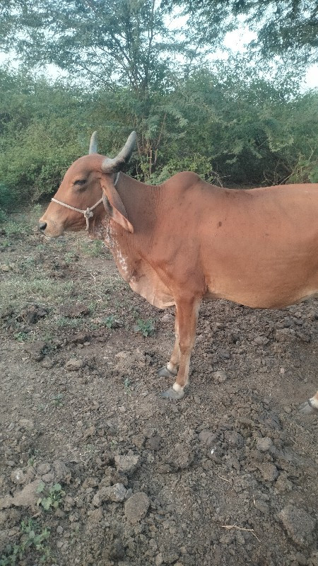 ગાય વેસવાનીછે