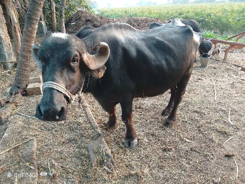 ભેંસ વેચવાની છે