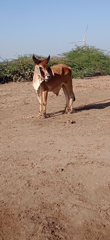 જિલ્લો દેવભૂમિ...