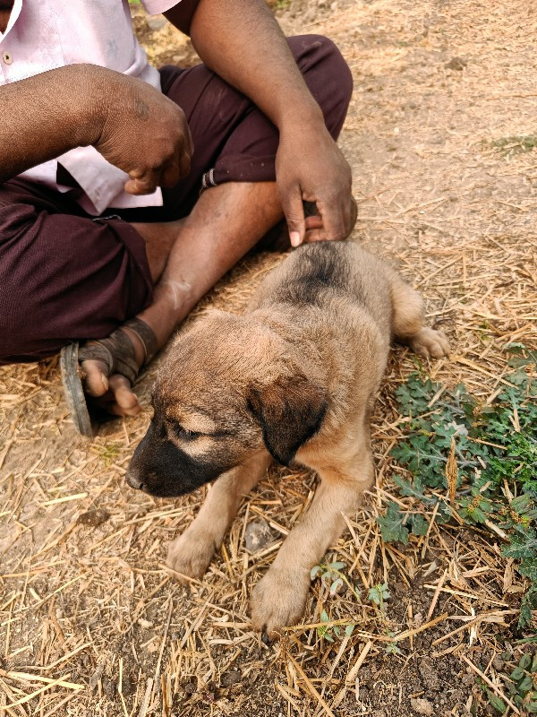 જર્મન શેફર્ડ