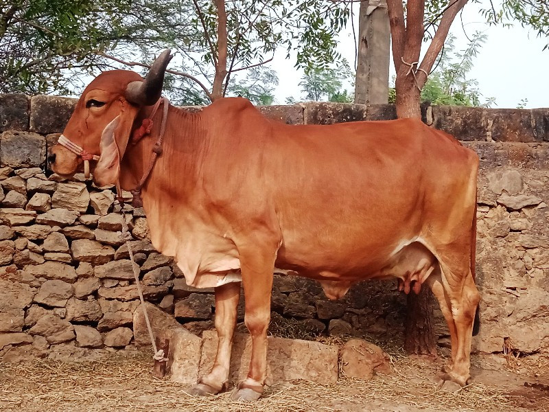 ગામ નગીચાણા ભૌત...