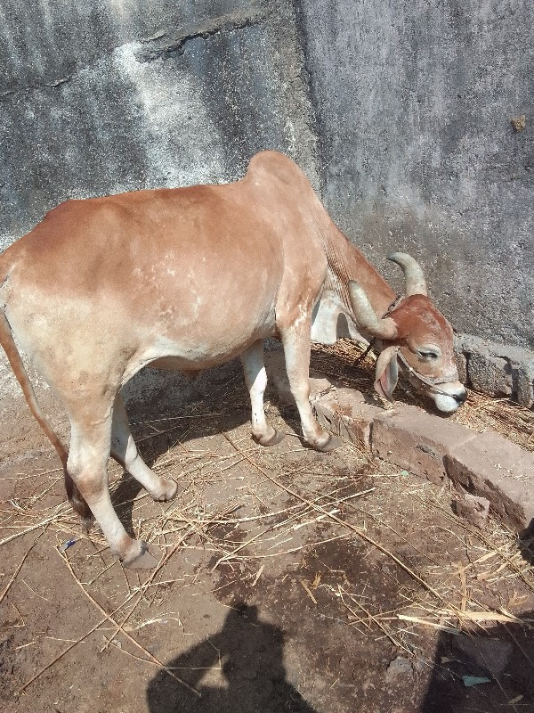 ગોઢલા