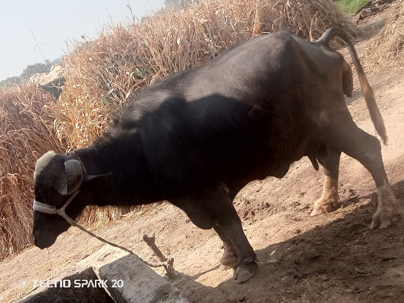 તીજુ વેતર વાયાસ...