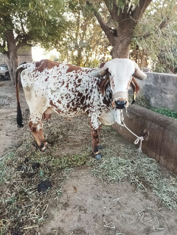 દેવાયત ભાઈ ૯૯૨૫...