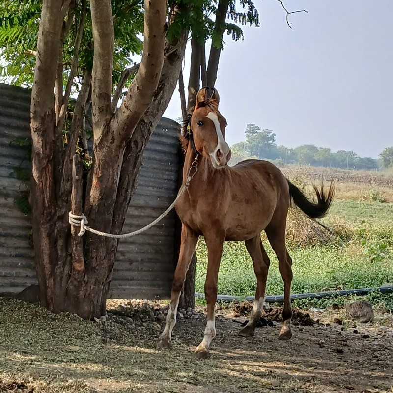 ચંદ્ર રાજભાઈ. ક...