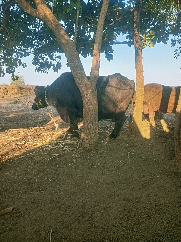 ભેંસ વેચવાની છે