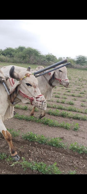 ગોઢલા વેસવાના છ...