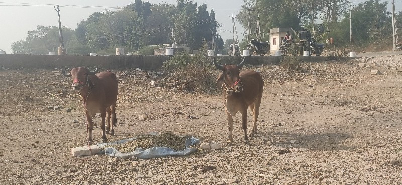 આગોઢલાઆવેશવાનાછ...