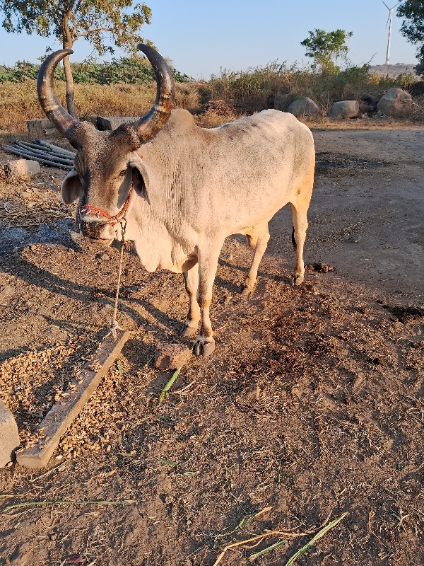 ડાવીયાર છે