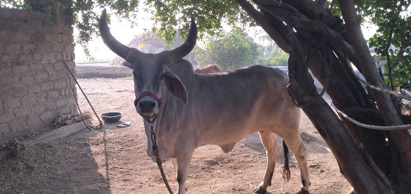 ગાય વેંચ વાની છ...