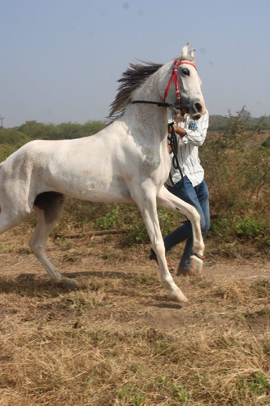 વછેરી વેચવાની છ...