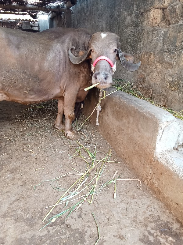 ભેંસ વેચવાની છે