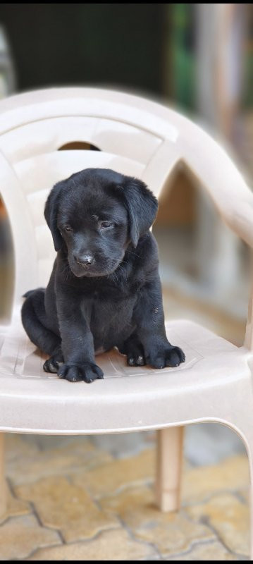 Labrador female...