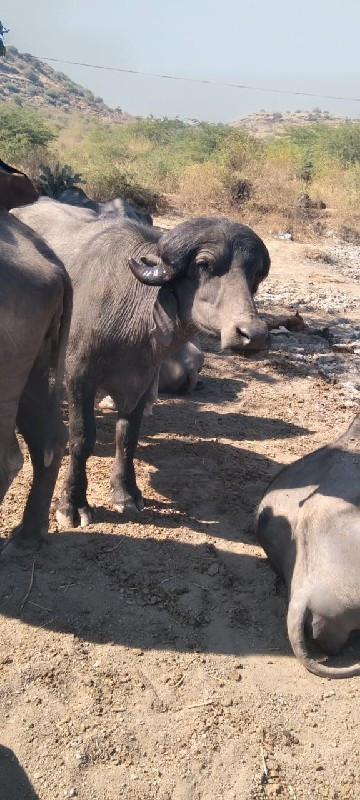 પાડો વેચવાનો છે