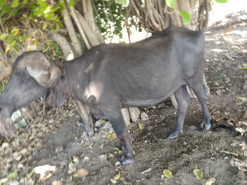 ભેંસ વેચવાની છે