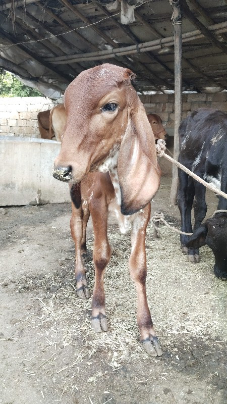 વાછડી આપવાની છે