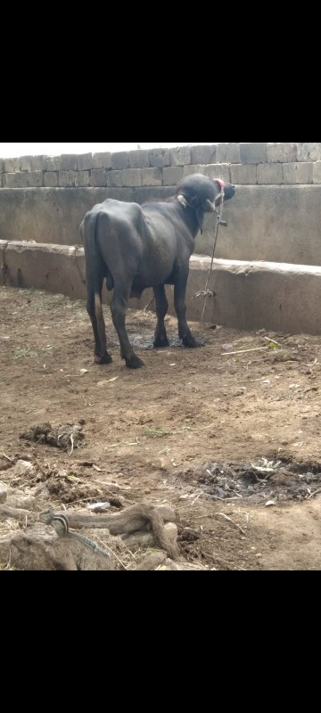 પાડો વેચવાનો છે