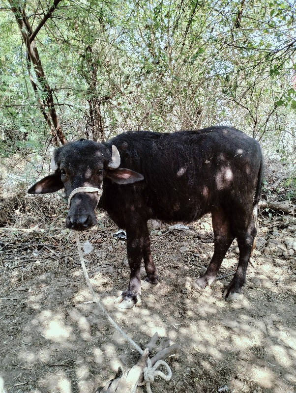 ખડલી વેચવાની છે