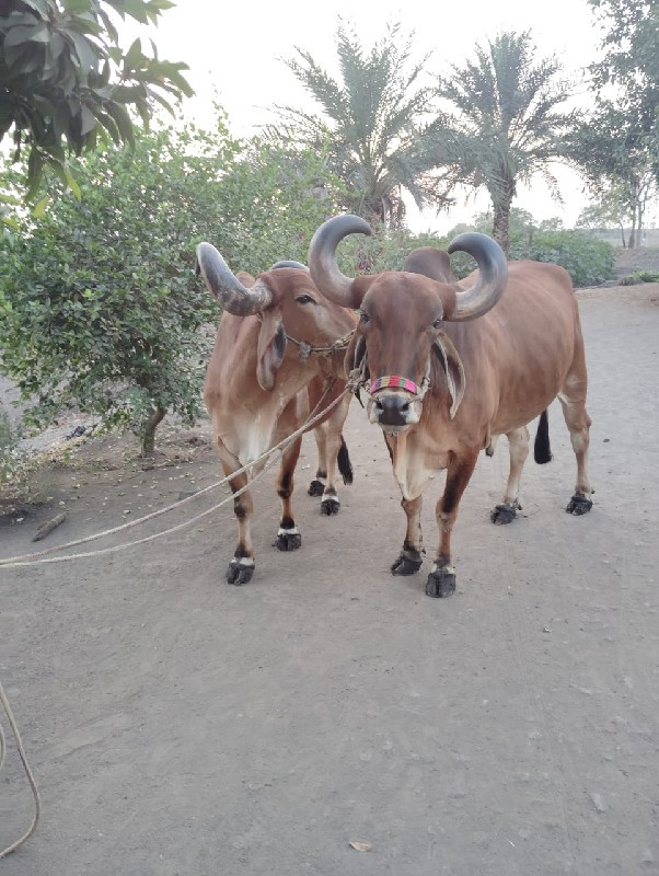 બડદવેચવાનાસેધરચ...