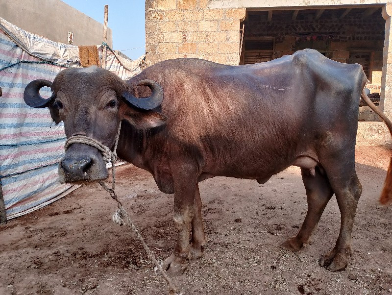 ભુરી વેચવાની