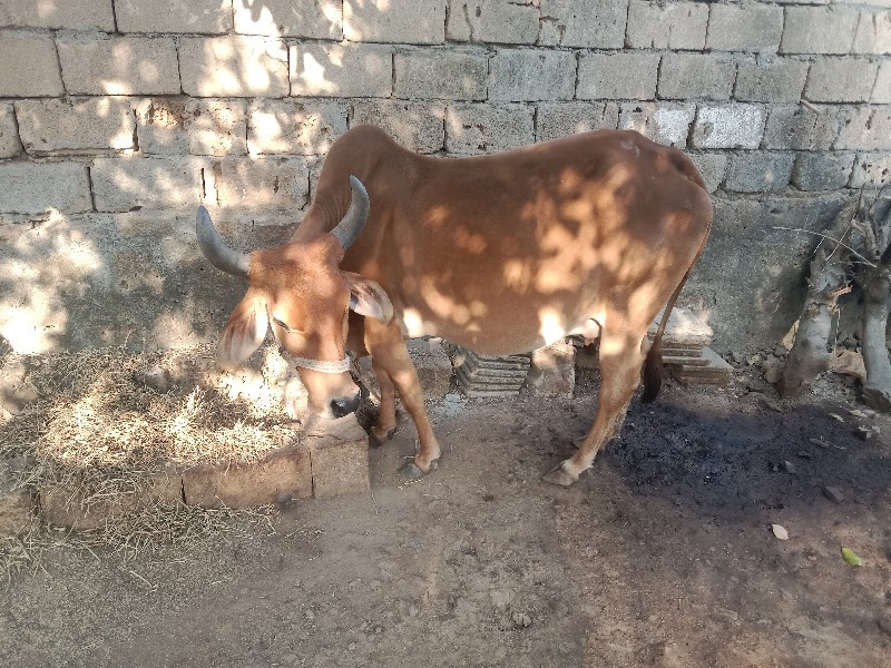 ગાય વેચવાની છે