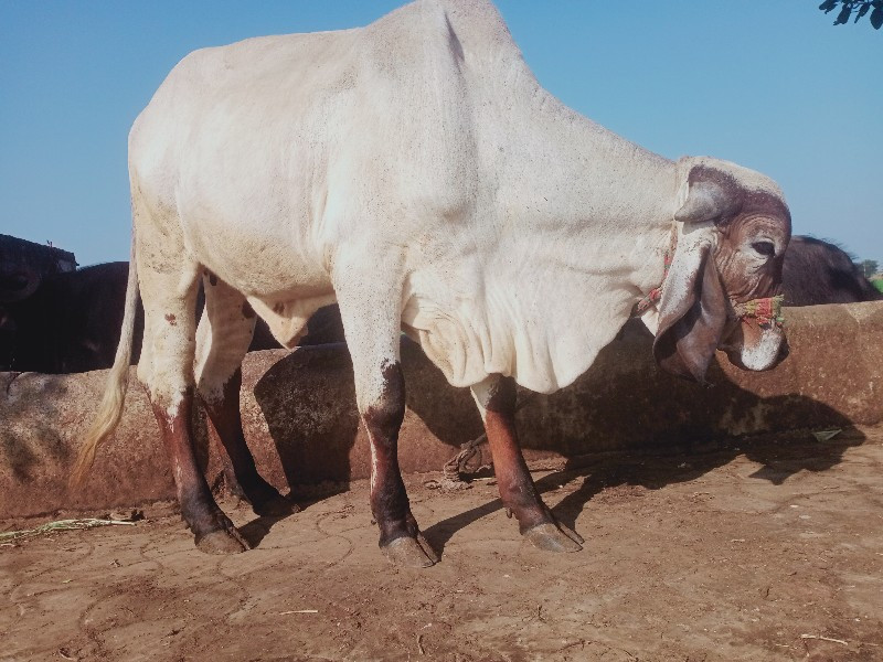 વોડકી વેસવાની છ...