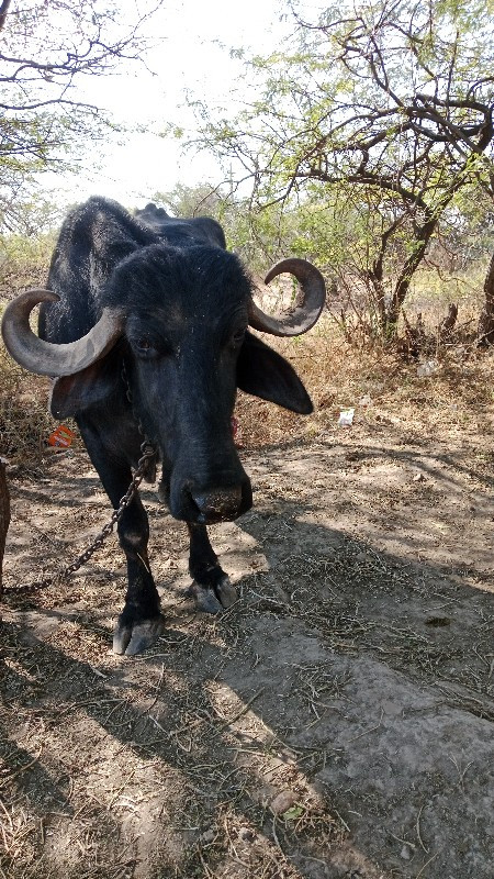 ભેંસ વેચવાની છે