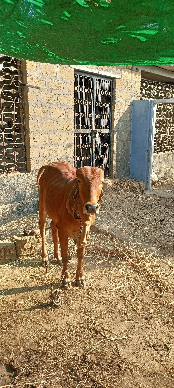 વાછડી વેચવાણી ચ...