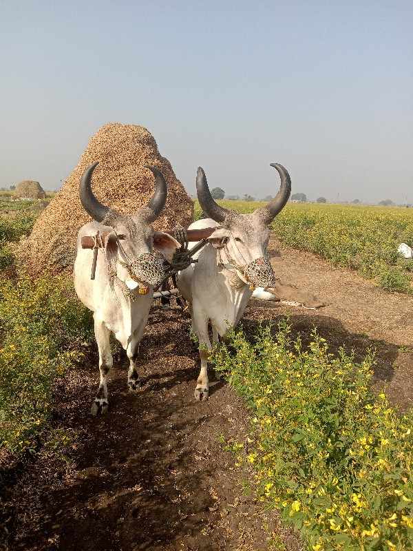 બળદ વેચવાના છે