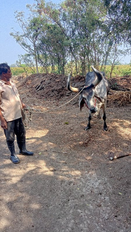 બળદ વેચવાનો છે