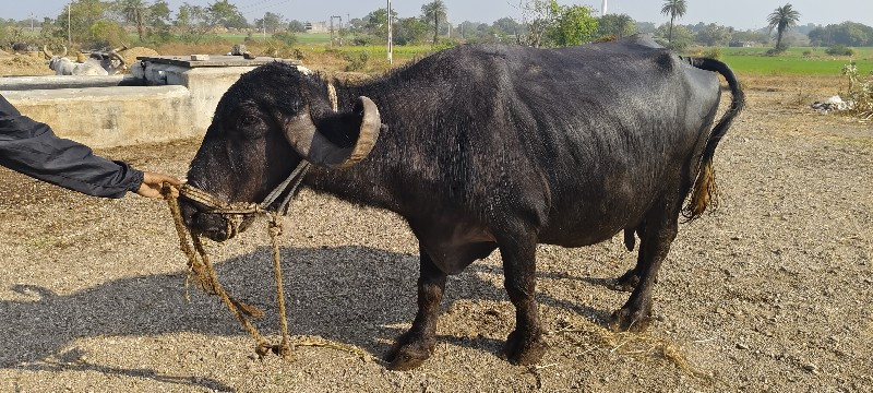 ભેંશ વેચવાની છે