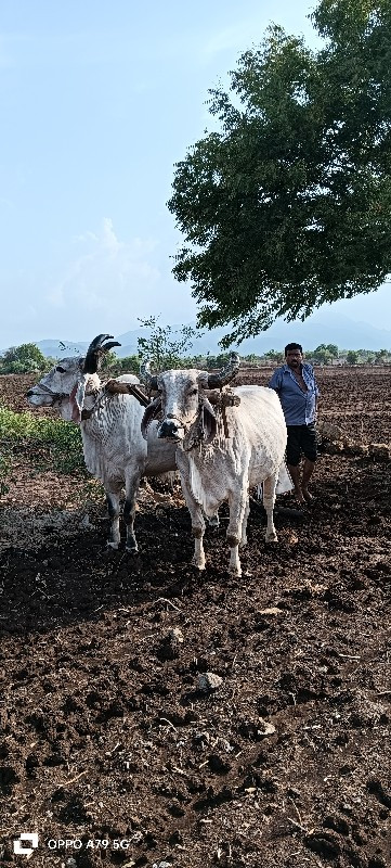 બળદ વેચવાના છે