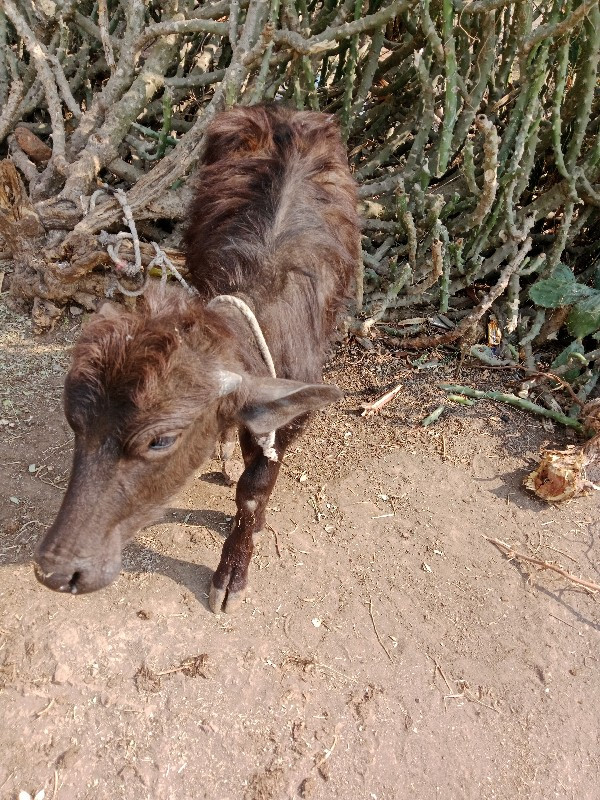 ભેશ વેચવા ની છે...