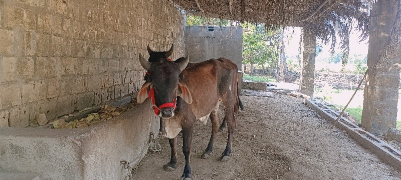 વાસડા વેચવાના છ...