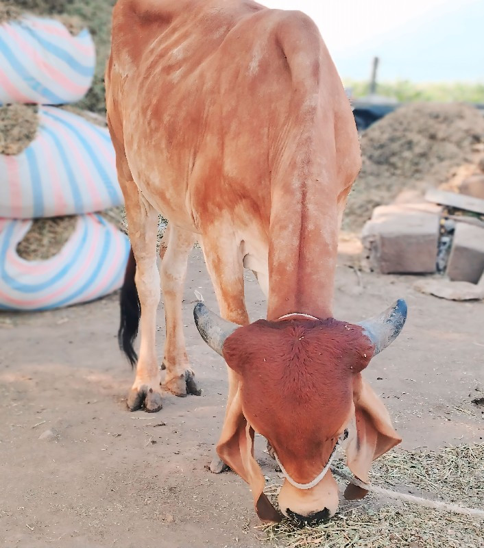 વાસડી દેવાની સે