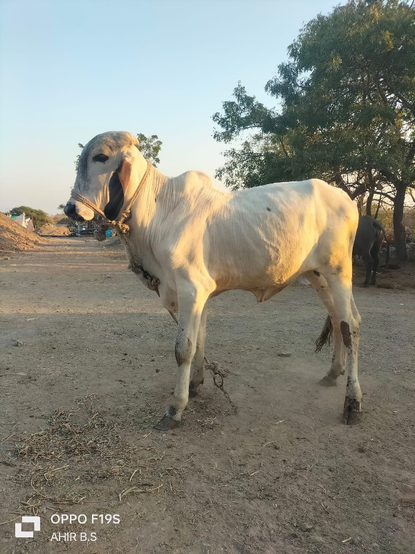 ખુટ