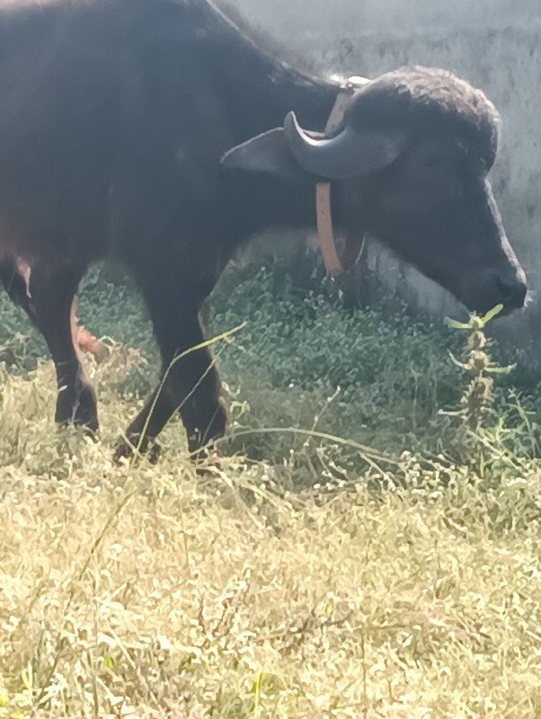 ટોપલી પાડી વેચવ...