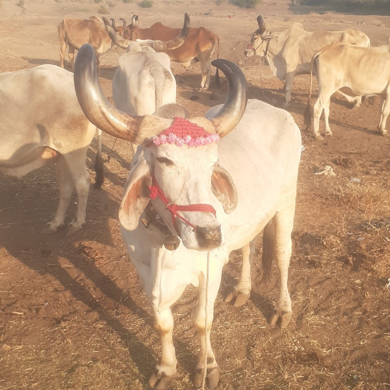 તને લેવા હોય તો...