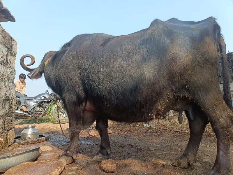 ભેંસ વેચવાની છે...