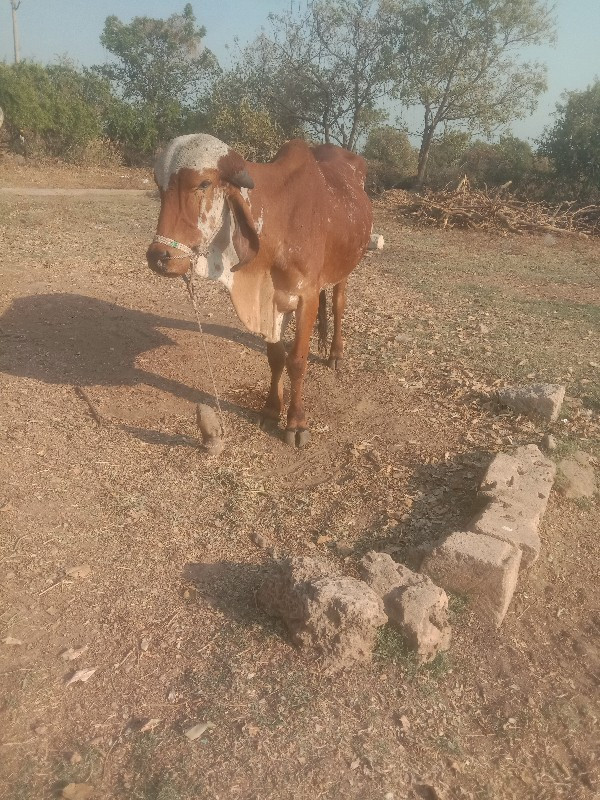 ગોઢલો વેસવો સે