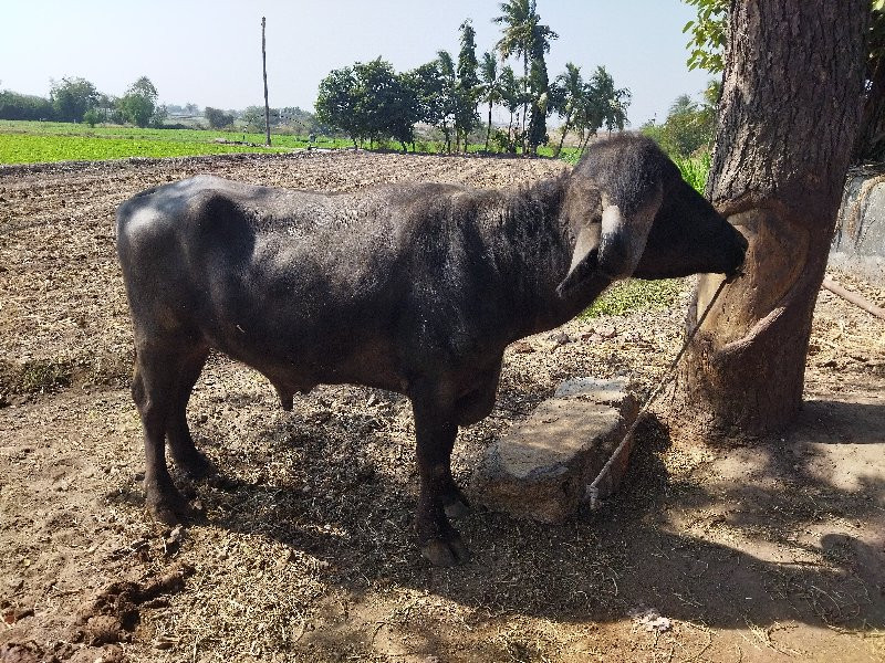 પાડો વેચવાનો છે